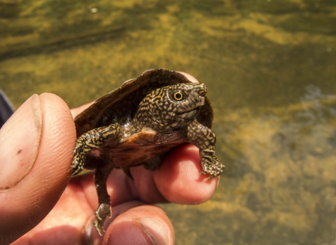 Baby flattened musk turtle being held. Its the size of the persons thumb.