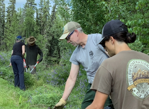 two sets of 2 people pulling and pulling invasive bird vetch