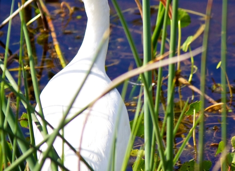 White ibis wading in grass