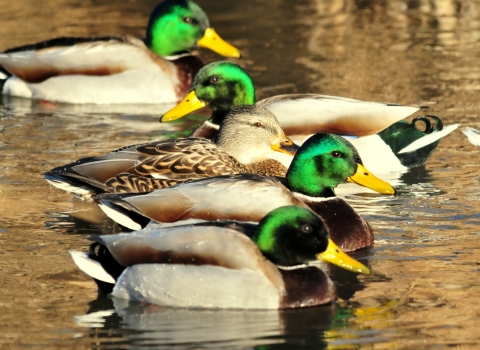 A group of green-headed mallards