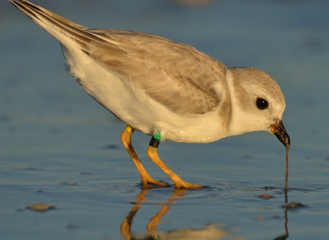 A banded piping plover feeds on invertebrates in the intertidal zone.