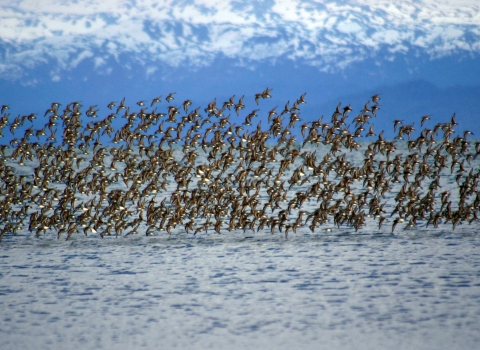 A large flock of birds fly low over a body of water, with an azure blue sky behind them.