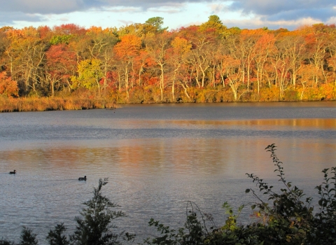 A river with a forest of trees whose leaves are orange, yellow, red and green along the bank