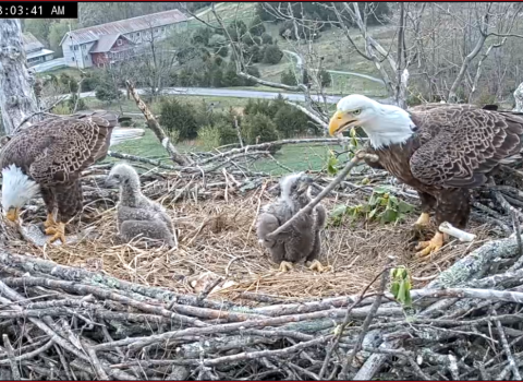 large nest with 2 adult eagles with 2 baby eaglets