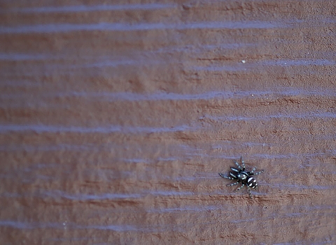 Jumping spiders