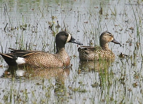 Two ducks on the water at Sabine NWR