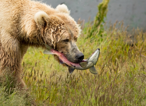 A profile of a brown bear with a salmon in her mouth