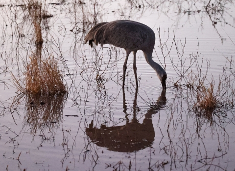 A sandhill crane at sunrise, reflecting in still water