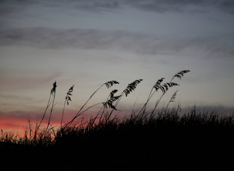 Sea oats silhouetted by sunset on the dunes at Sunset Beach.