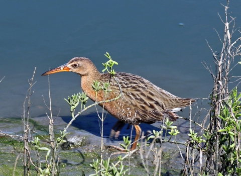 A medium-size brown, gray and black birds standing in shallow blue water with sparse vegetation in the foreground