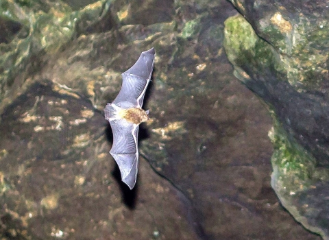 One gray bat with its wings open wide flying in a cave