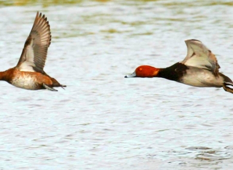 Two mostly white ducks with red or brown heads flying one in front of the other over water