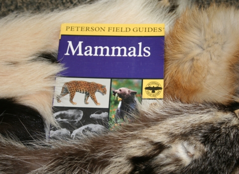 An image of a mammal book laying on top of fur examples.