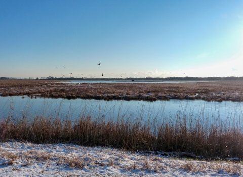 A winter scene where waterfowl fly over a managed wetland