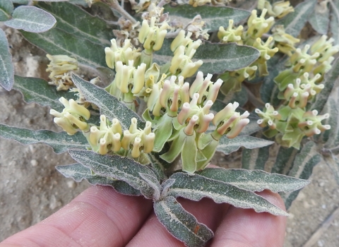 a low growing flowering plant with cream and green flowers