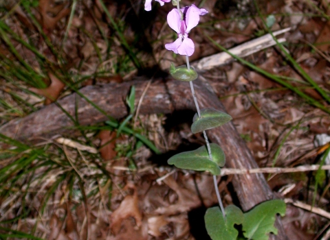 bracted twistflower