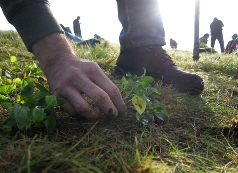 A closeup of a pair of hands planting violets in green grass.