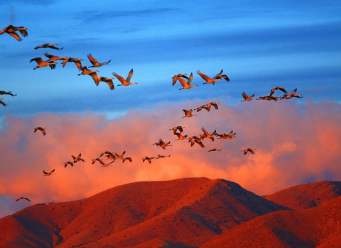 A flock of large-winged birds fly over red mountains under a blue sky.