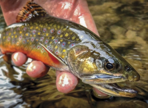 A hand holding a green, yellow and red fish.