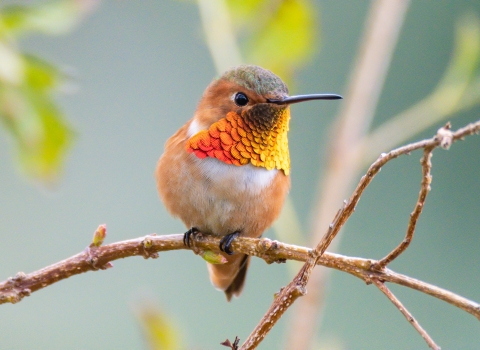 A small brown hummingbird with bright orange throat feathers sits on a branch.