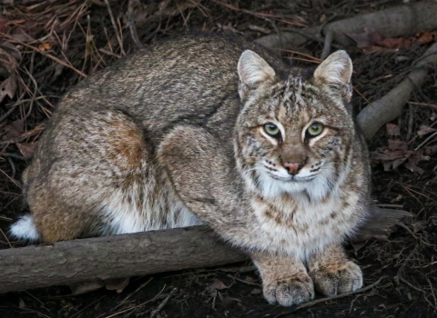 Large brown, grey & white cat crouching on the ground