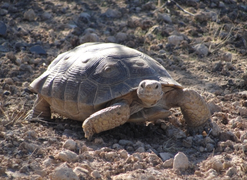 Mojave Desert Tortoise