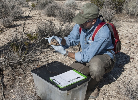 Releasing Mojave Desert Tortoise