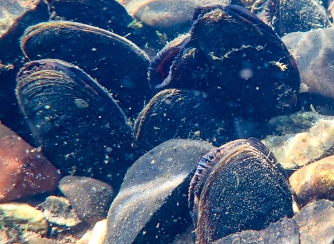 Freshwater mussels among rocks at the bottom of a body of water