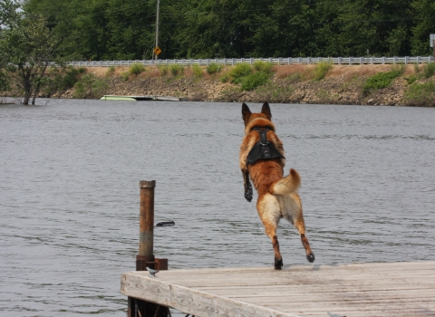 Belgian malinois leaps off dock