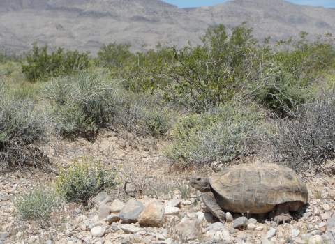 Mojave Desert Tortoise in creosote bush scrub