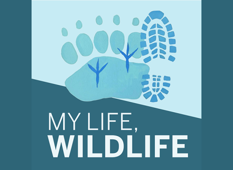 Graphic Logo with foot prints in different shades of blue and white text reading my life, wildlife 