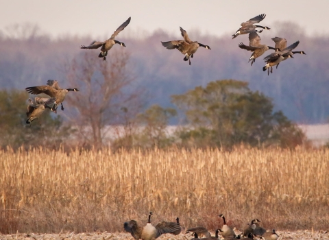 Brown, white and black geese on the ground and hovering above