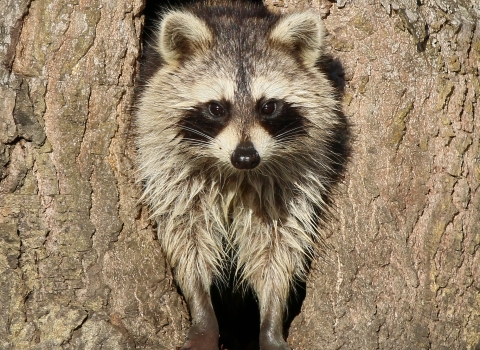 Raccoon standing in a tree hollow