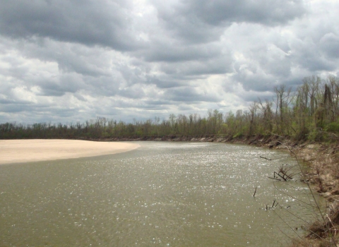 A line of trees surrounds a body of water.