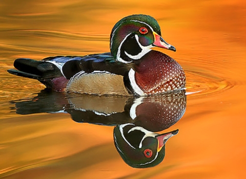 Wood Duck gliding through the water