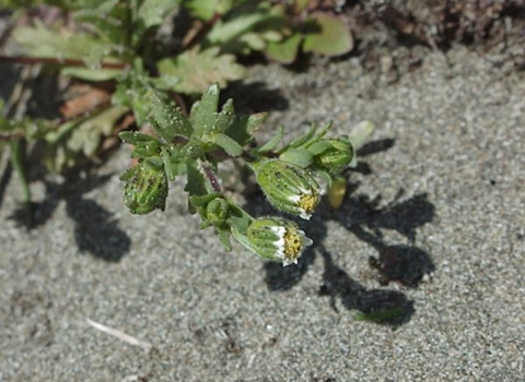 green plant with white and yellow flowers