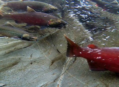 salmon and char swimming over bedrock