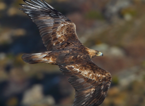 flying golden eagle