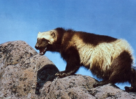 A hairy black and white animals climbs some rocks.