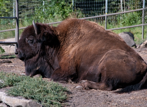 Wood Bison