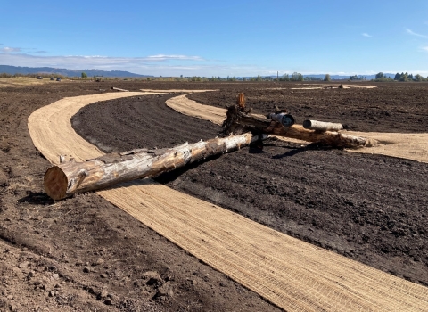 tree trunk lies across path in dirt