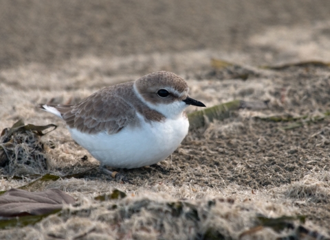 Western snowy plover 