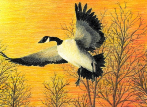 Kentucky Junior Duck Stamp Best of Show 2022