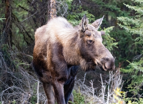 a moose with small velvet button antlers