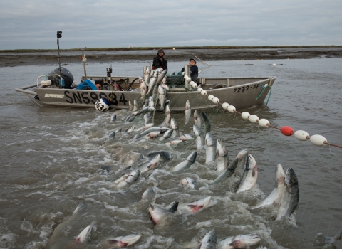 Sockeye salmon near the mouth of the Kvichak River in Bristol Bay. Corey Arnold photo