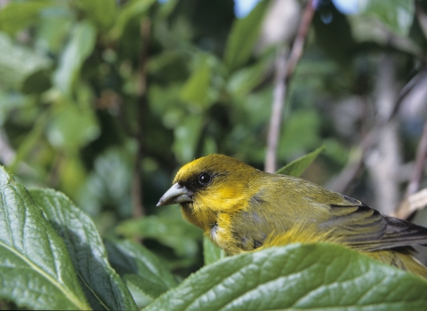 An ʻakekeʻe Birds perches on a green branch. It has a yellowish-green body with a tiny black eye.