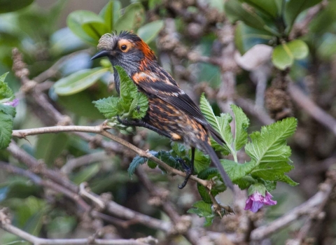 An ‘ākohekohe sits on a branch. It has a black body with orange patches strewn throughout its body. An orange circle outlines its eye. 