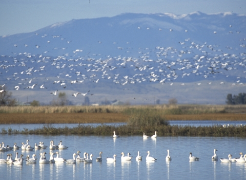 snow geese in water and flying at delevan nwr