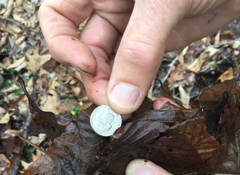 A hand holds a dime for size comparison with a tiny amphipod