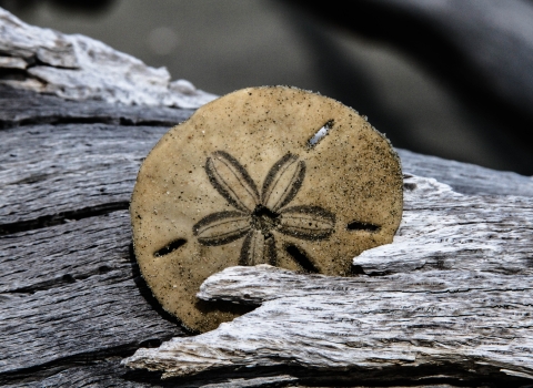 Sand dollar on driftwood